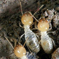 春季，請查查你家有沒有白蟻危害