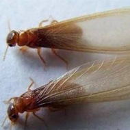 這兩天在珠海飛進家里的就是白蟻，請預防！